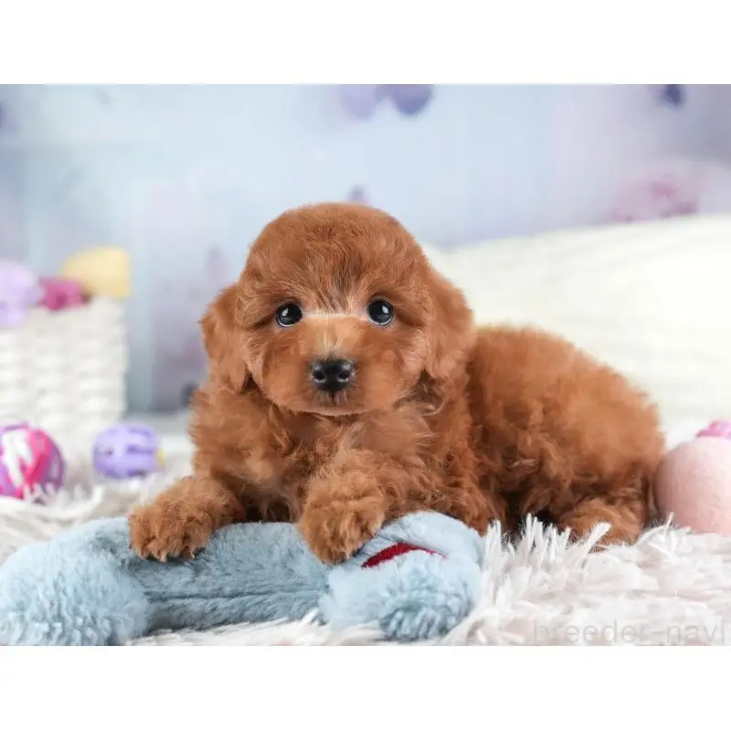 販売中の埼玉県のトイプードル-455588の10枚目