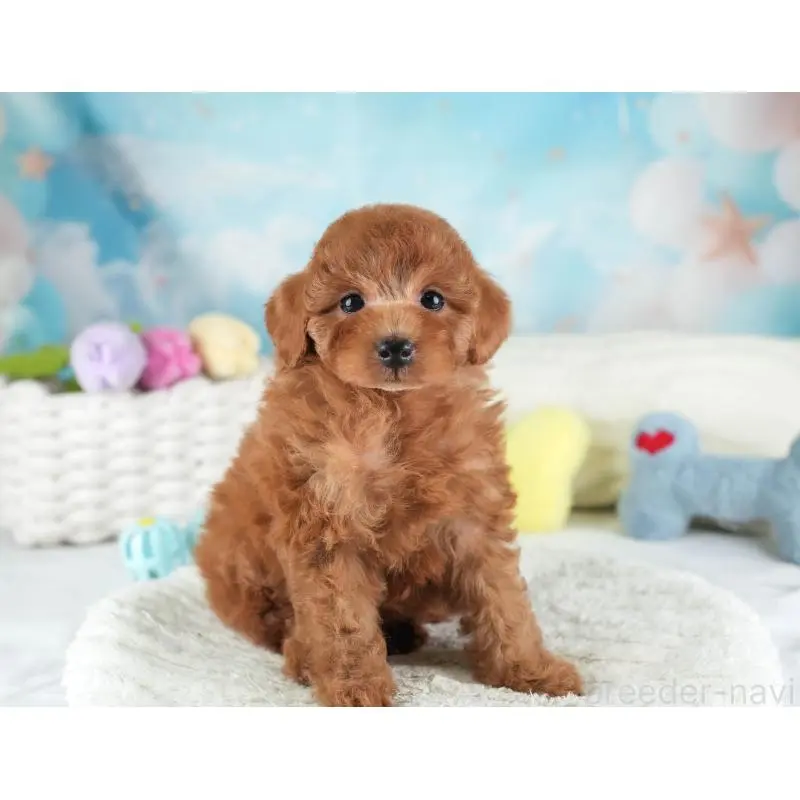 販売中の埼玉県のトイプードル-455588の9枚目