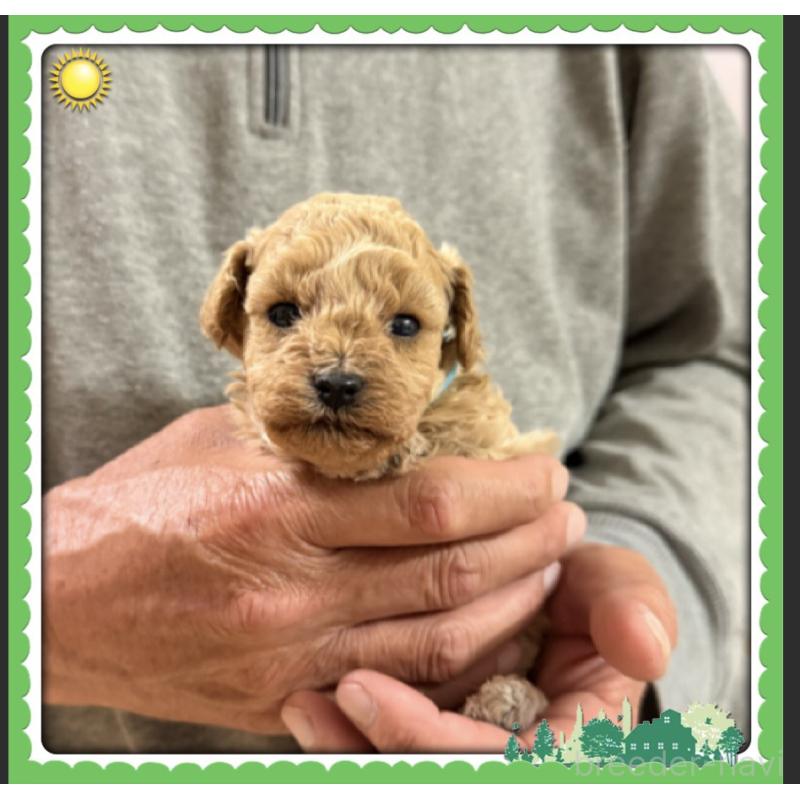 販売中の兵庫県のタイニープードル-455587の7枚目