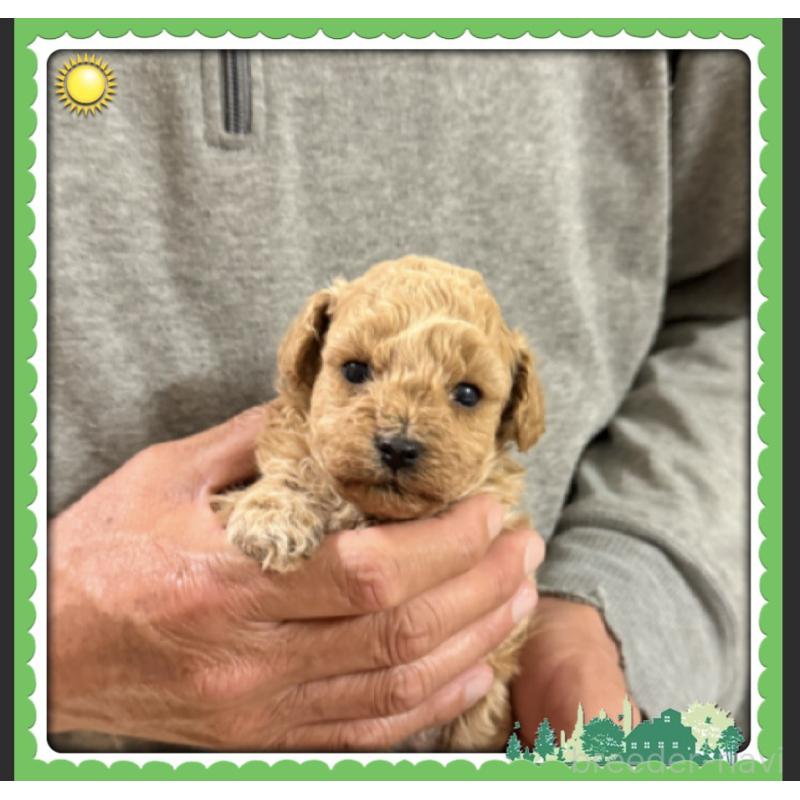 販売中の兵庫県のタイニープードル-455587の6枚目