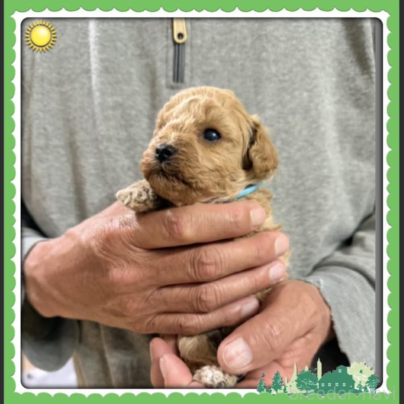 販売中の兵庫県のタイニープードル-455587の4枚目