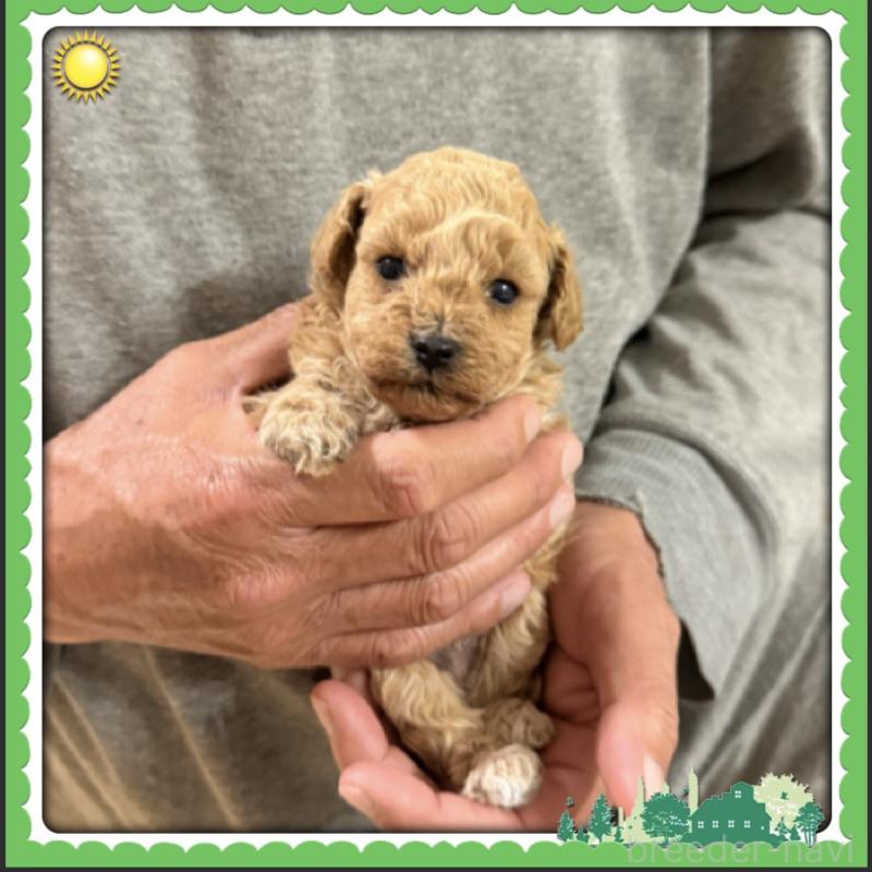 販売中の兵庫県のタイニープードル-455587の5枚目