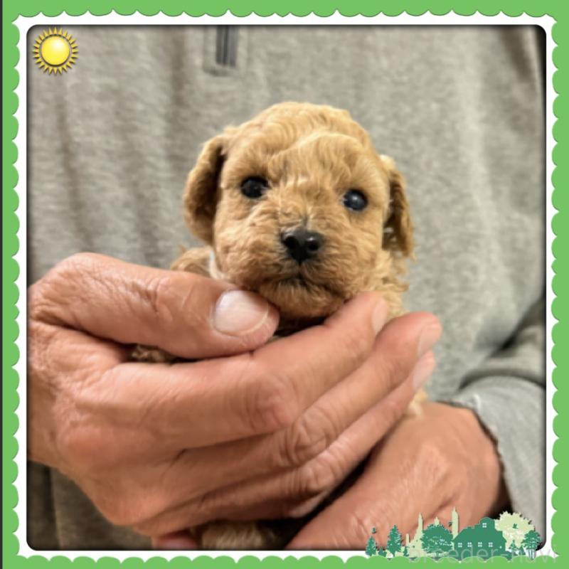 販売中の兵庫県のタイニープードル-455587の3枚目