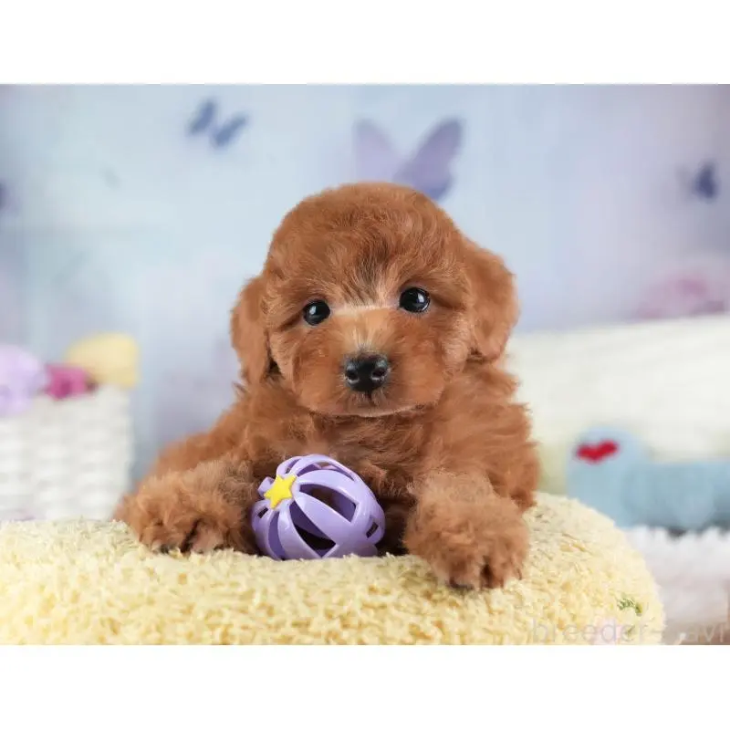 販売中の埼玉県のトイプードル-455588の7枚目