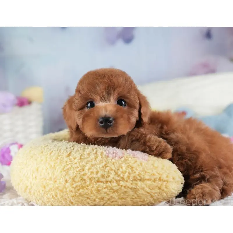 販売中の埼玉県のトイプードル-455588の6枚目