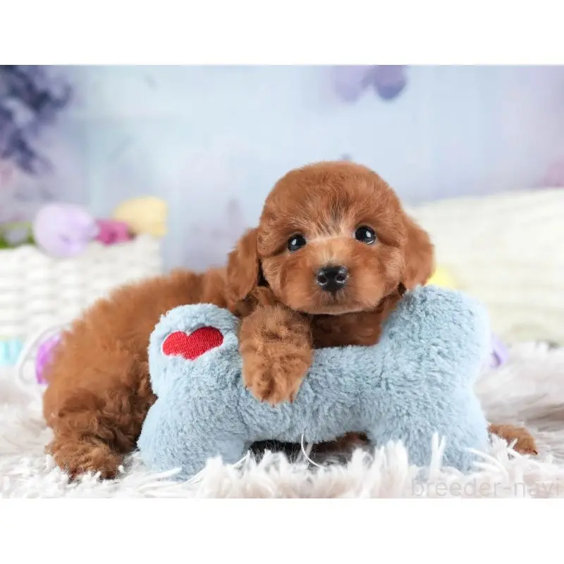 販売中の埼玉県のトイプードル-455588の5枚目