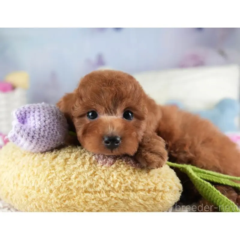 販売中の埼玉県のトイプードル-455588の4枚目