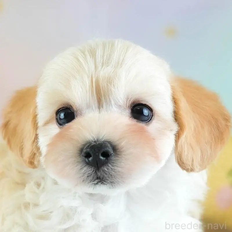 ♂︎ミックス犬