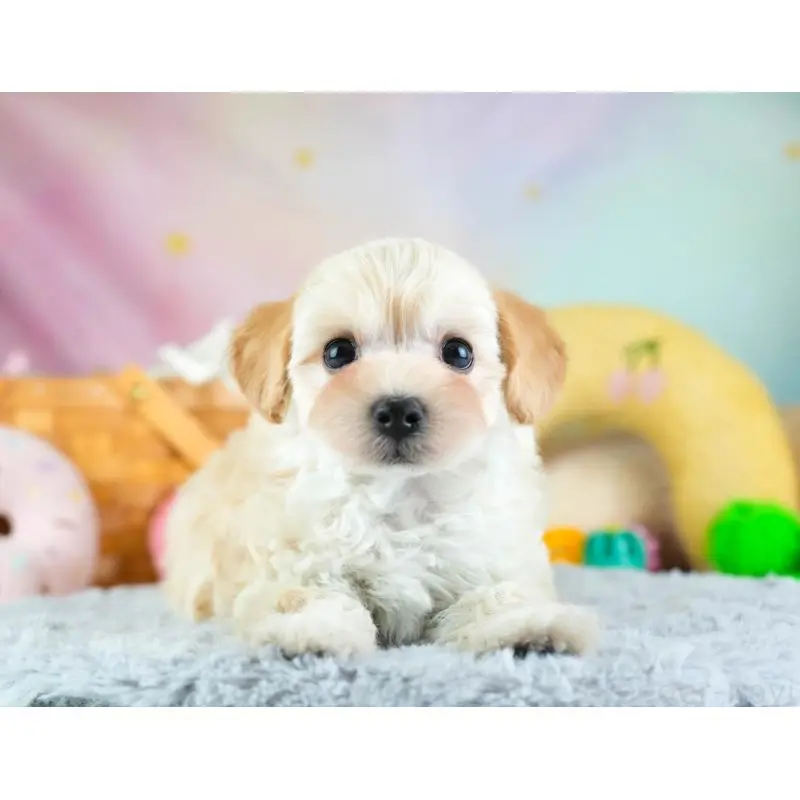 販売中の埼玉県のミックス犬-455589の12枚目