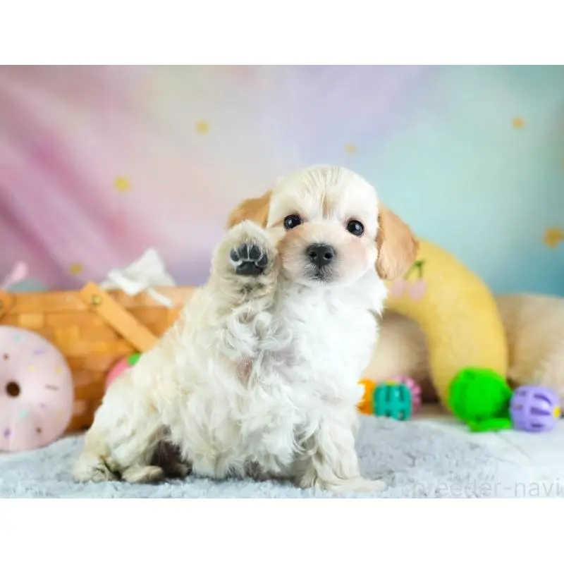 販売中の埼玉県のミックス犬-455589の11枚目