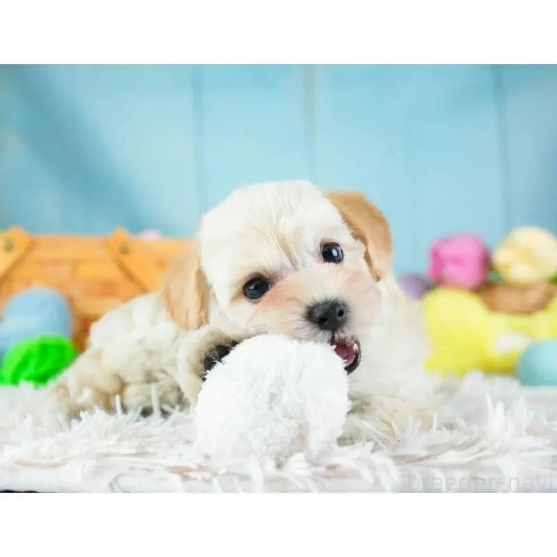 販売中の埼玉県のミックス犬-455589の10枚目