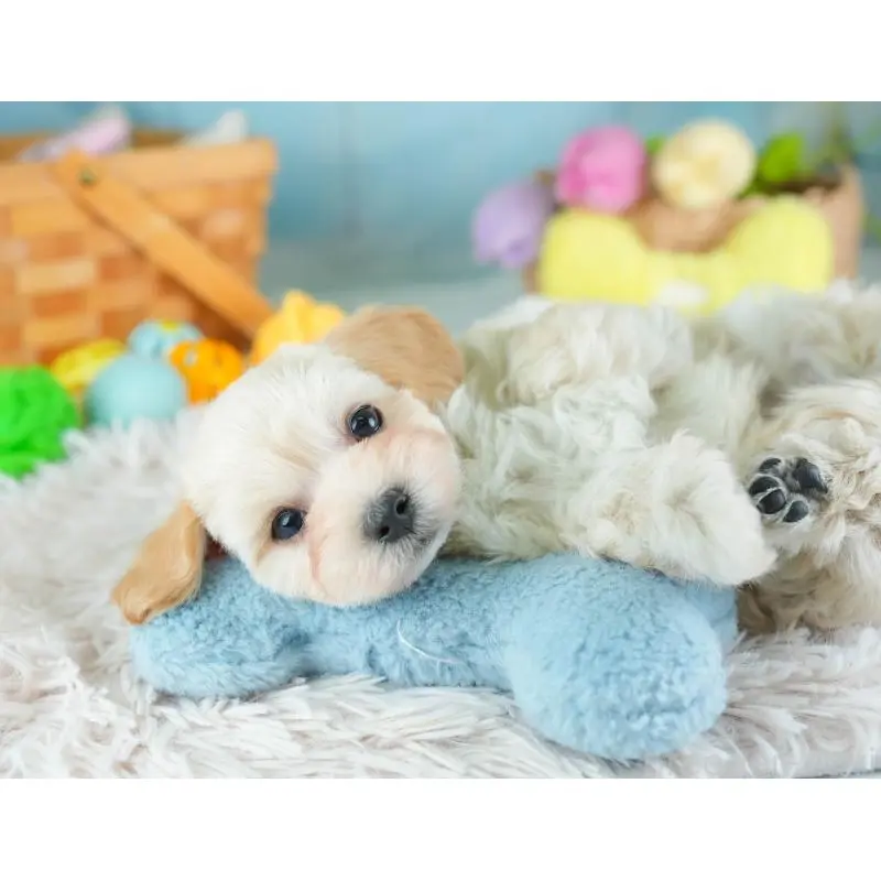 販売中の埼玉県のミックス犬-455589の9枚目