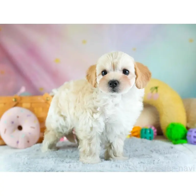 販売中の埼玉県のミックス犬-455589の8枚目