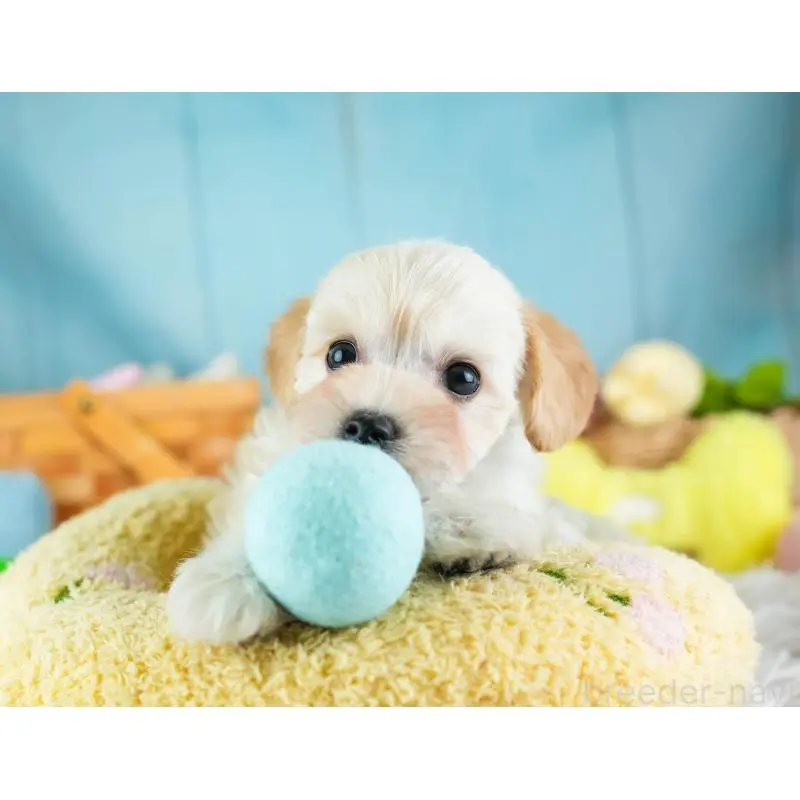 販売中の埼玉県のミックス犬-455589の7枚目