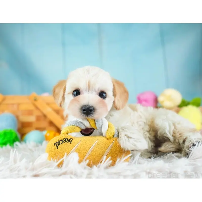 販売中の埼玉県のミックス犬-455589の6枚目