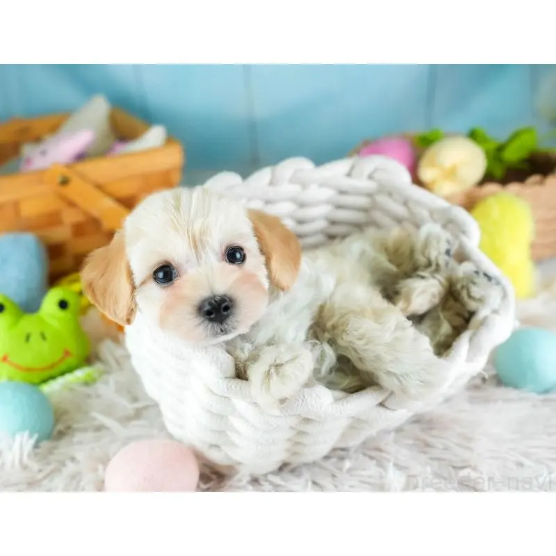 販売中の埼玉県のミックス犬-455589の5枚目