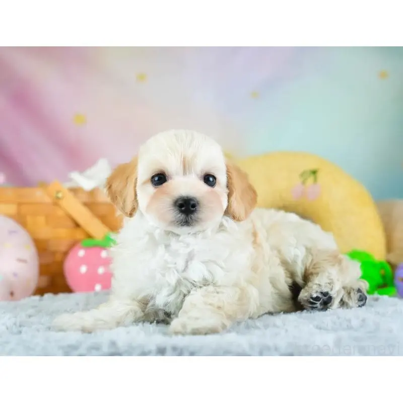 販売中の埼玉県のミックス犬-455589の4枚目