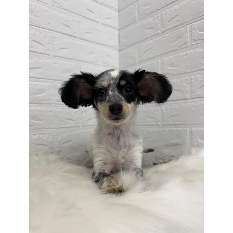 販売中の岡山県のチワックス:チワワ×ミニチュアダックスフンド-436432の9枚目