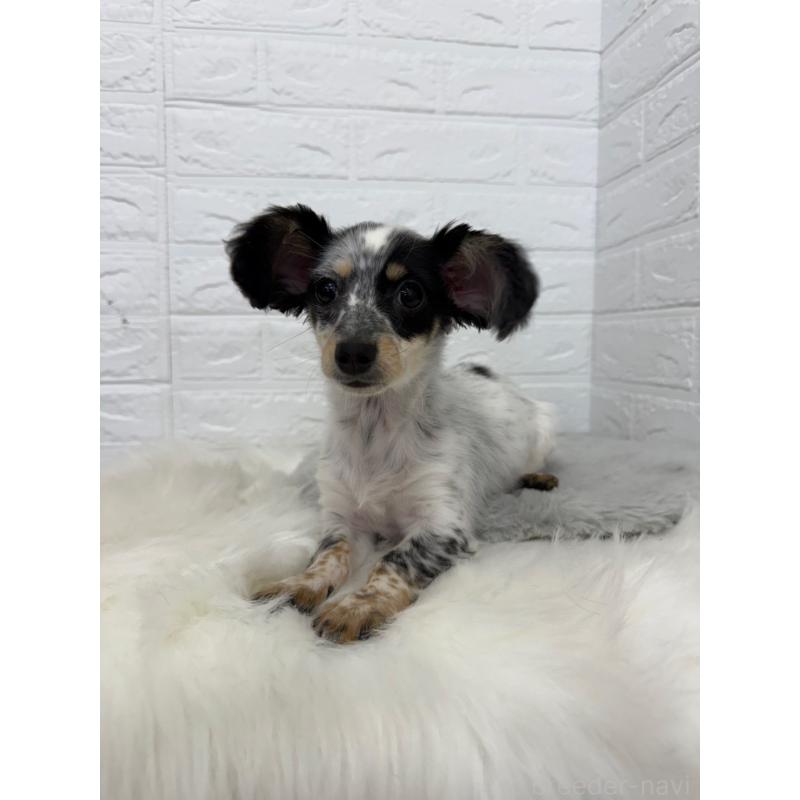 販売中の岡山県のチワックス:チワワ×ミニチュアダックスフンド-436432の7枚目