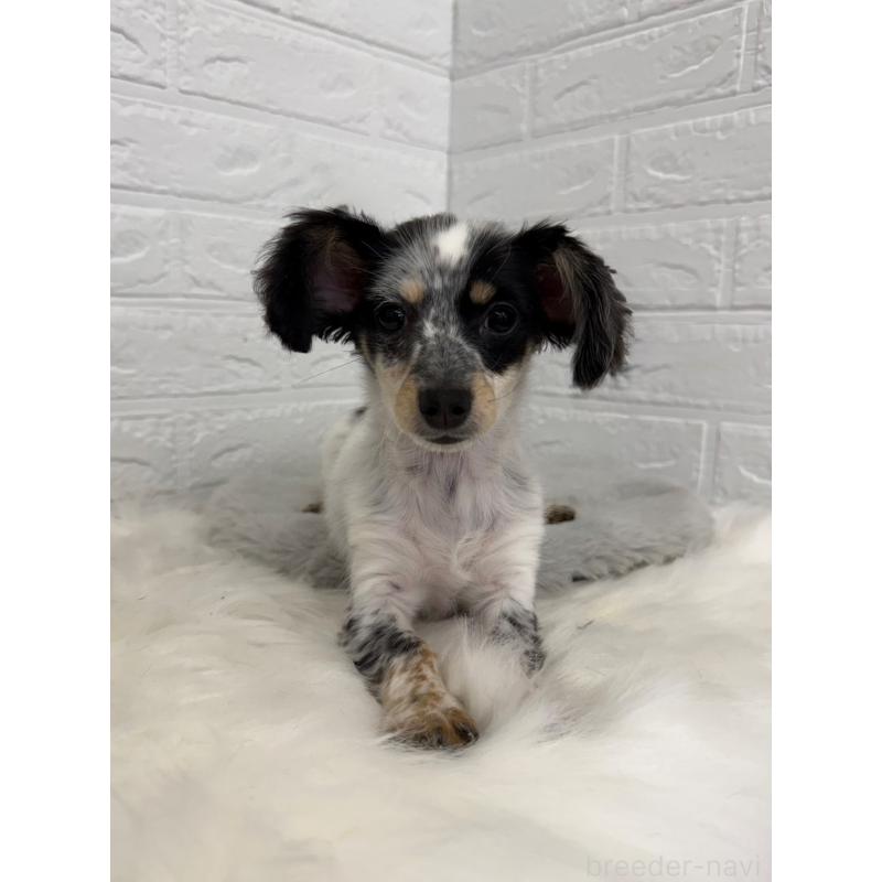 販売中の岡山県のチワックス:チワワ×ミニチュアダックスフンド-436432の6枚目