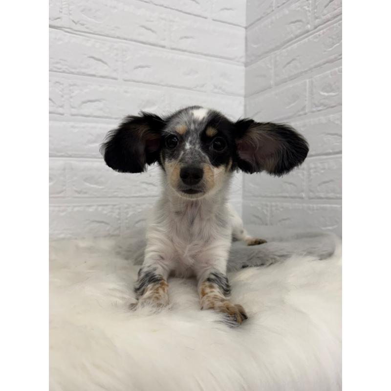 販売中の岡山県のチワックス:チワワ×ミニチュアダックスフンド-436432の5枚目