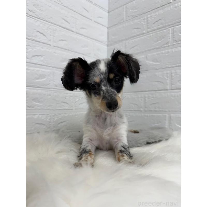 販売中の岡山県のチワックス:チワワ×ミニチュアダックスフンド-436432の4枚目