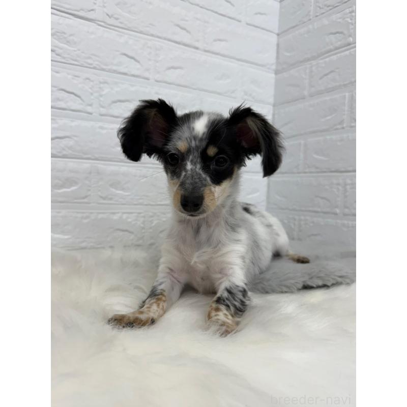 販売中の岡山県のチワックス:チワワ×ミニチュアダックスフンド-436432の3枚目