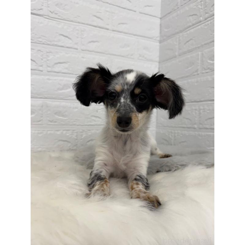 販売中の岡山県のチワックス:チワワ×ミニチュアダックスフンド-436432の2枚目