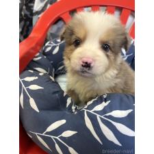 ♀︎ボーダーコリー