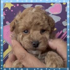 ♀︎タイニープードル