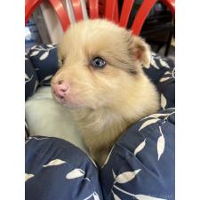 ♀︎ボーダーコリー