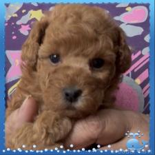 ♀︎タイニープードル