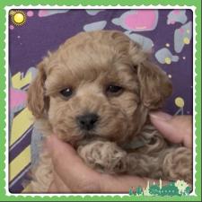 ♀︎タイニープードル