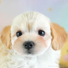 ♀︎ミックス犬