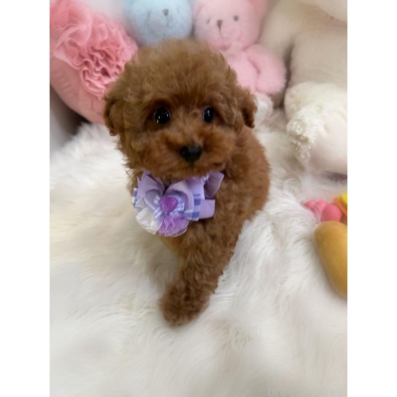 販売中の香川県のトイプードル-446804の3枚目