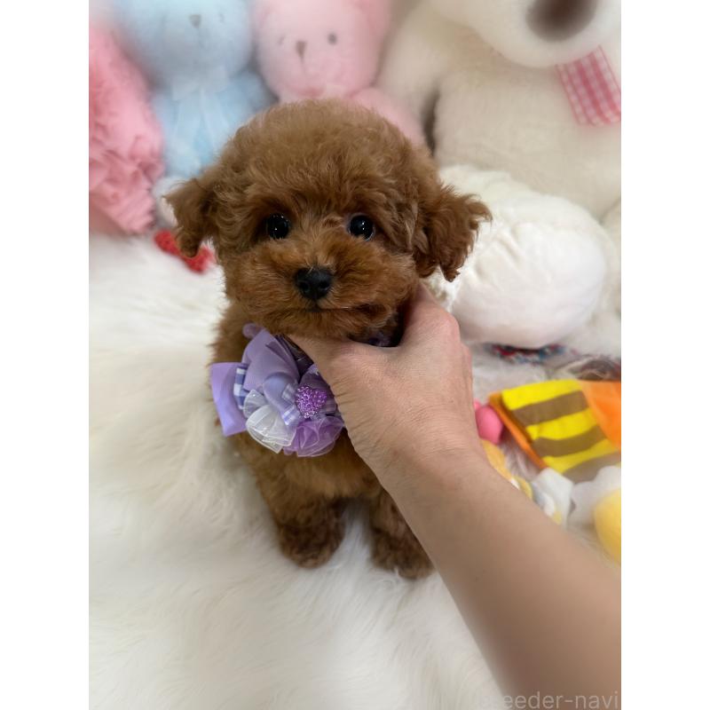 販売中の香川県のトイプードル-446804の2枚目