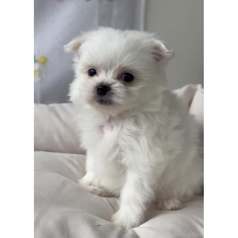 販売中の福岡県のポメマル:ポメラニアン×マルチーズ-455596の4枚目