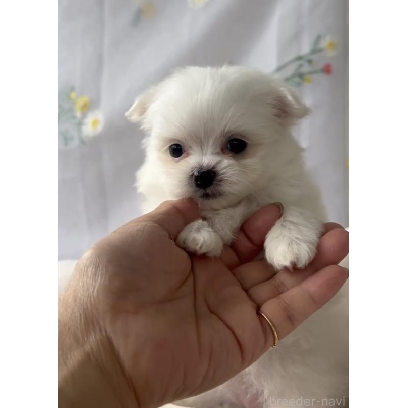 販売中の福岡県のポメマル:ポメラニアン×マルチーズ-455596の2枚目