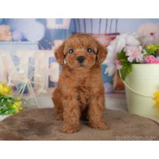 ♀︎トイプードル