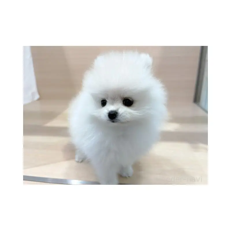 販売中の東京都のポメラニアン-455612の5枚目