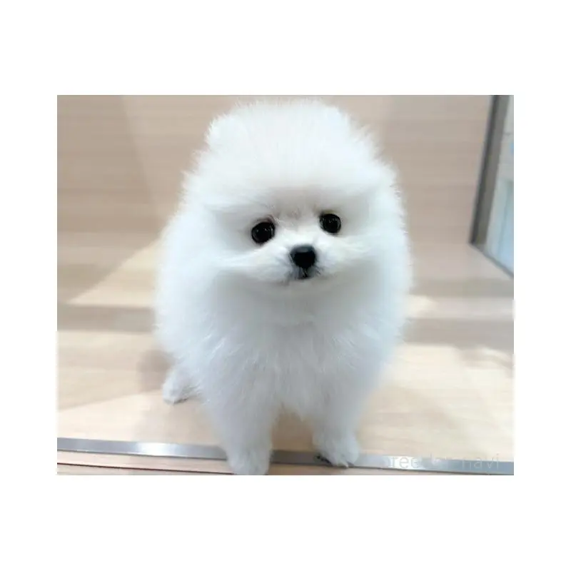 販売中の東京都のポメラニアン-455612の4枚目