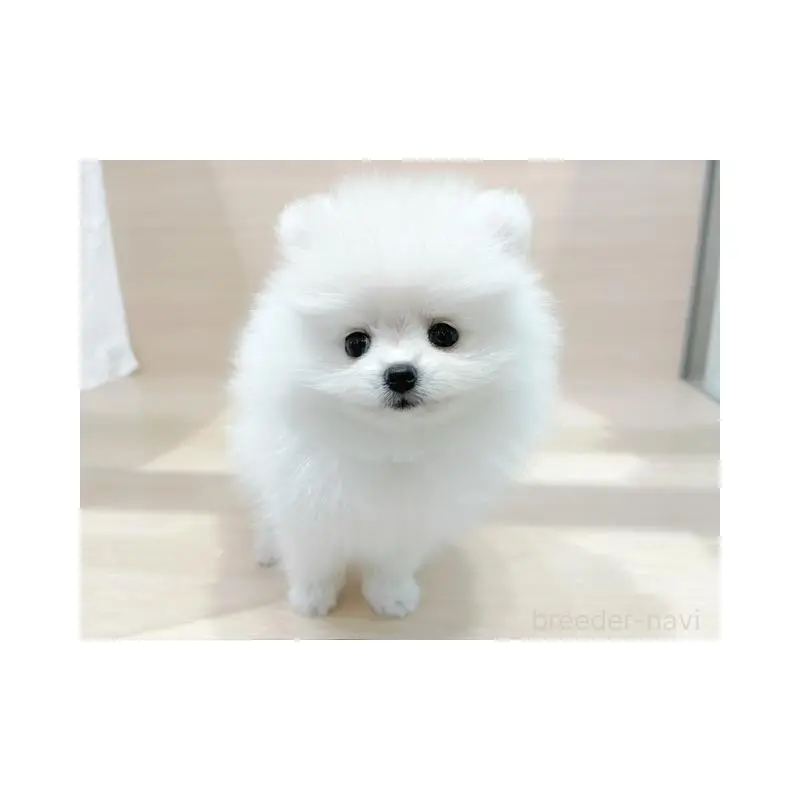 販売中の東京都のポメラニアン-455612の3枚目