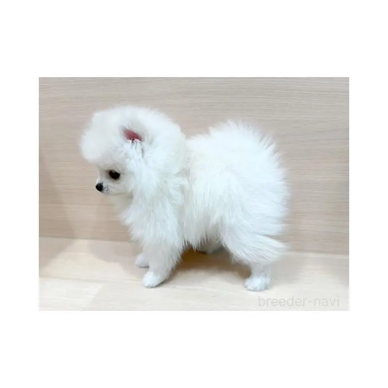 販売中の東京都のポメラニアン-455612の2枚目