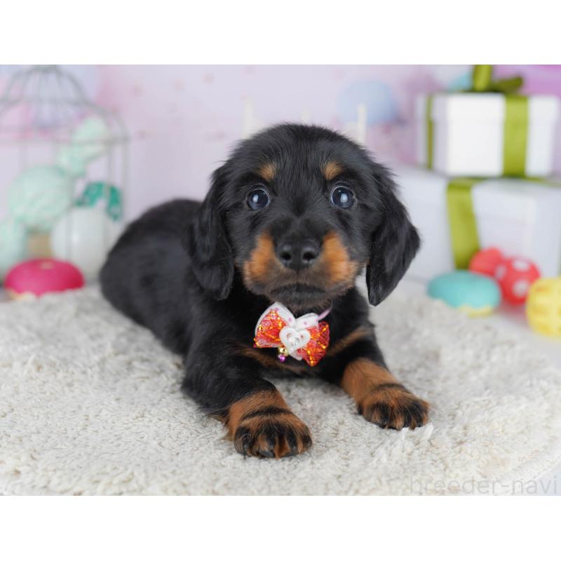 販売中の東京都のカニンヘンダックスフンド(ロングヘアード)-455919の11枚目