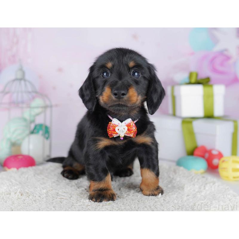 販売中の東京都のカニンヘンダックスフンド(ロングヘアード)-455919の10枚目