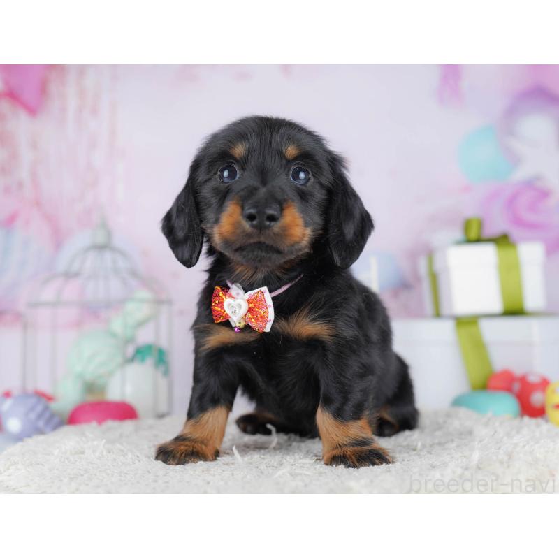 販売中の東京都のカニンヘンダックスフンド(ロングヘアード)-455919の9枚目