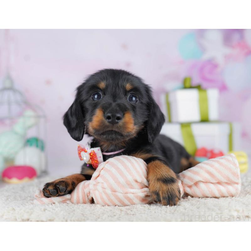 販売中の東京都のカニンヘンダックスフンド(ロングヘアード)-455919の8枚目