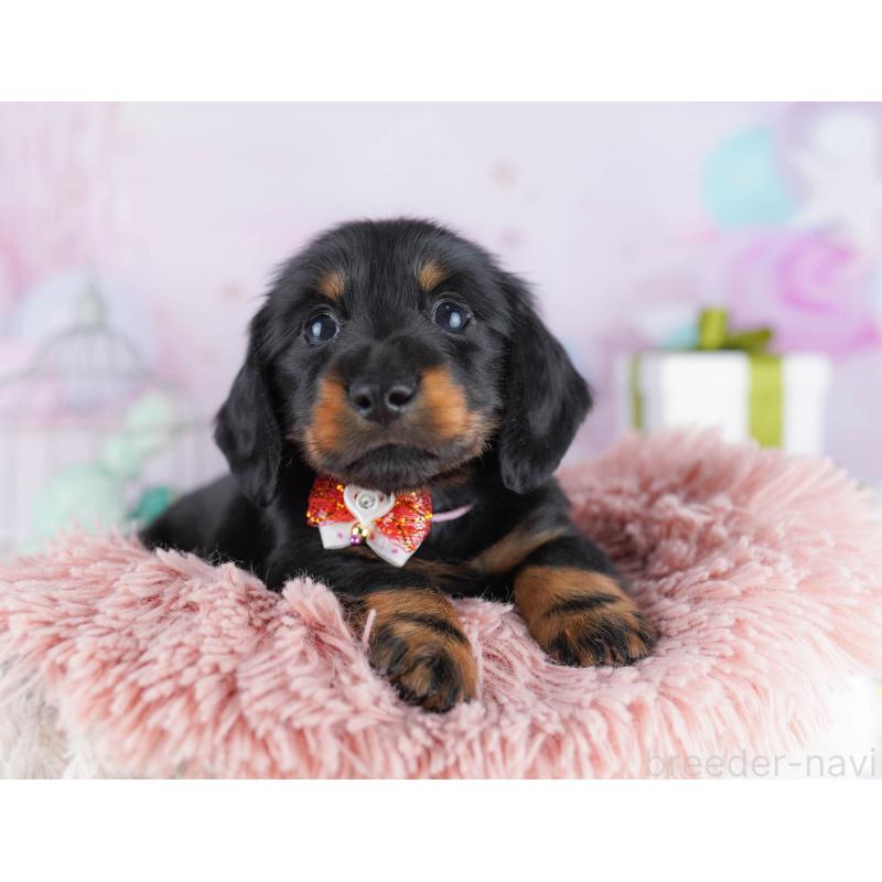 販売中の東京都のカニンヘンダックスフンド(ロングヘアード)-455919の7枚目