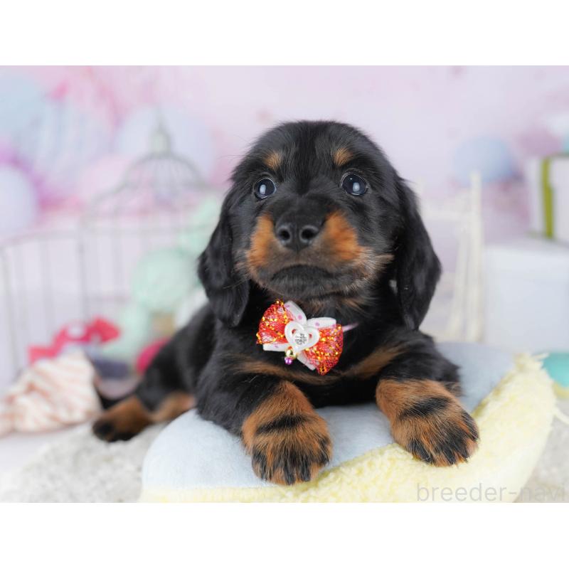 販売中の東京都のカニンヘンダックスフンド(ロングヘアード)-455919の6枚目