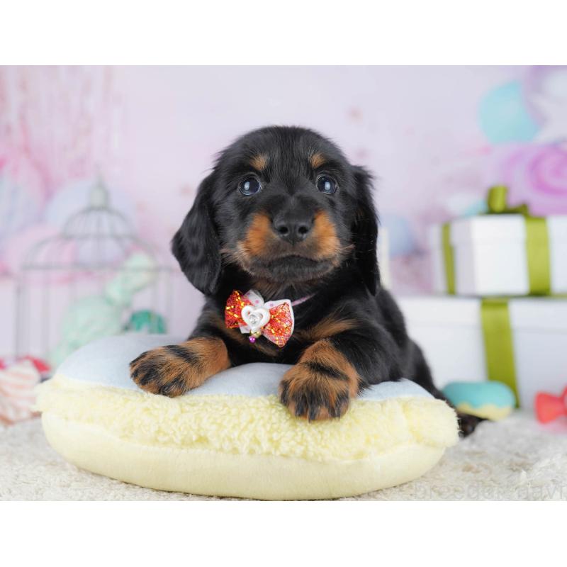 販売中の東京都のカニンヘンダックスフンド(ロングヘアード)-455919の5枚目